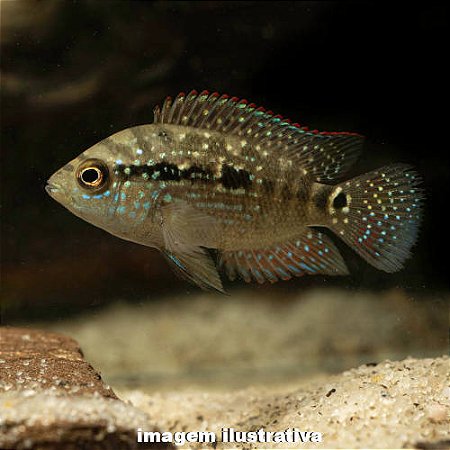 Jack Dempsey Peq. - 4 a 6 cm (Rocio octofasciata)