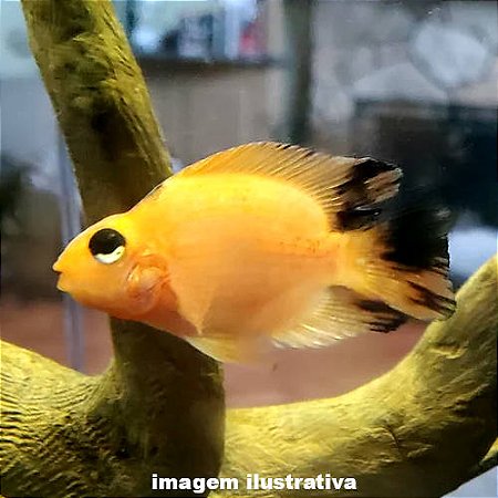 Papagaio Blood Med. - 6 a 12 cm (V. melanurus / A. citrinellus)