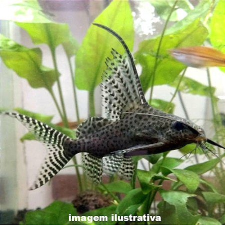 Peixe Gato Invertido Méd - 7 a 15 cm (Synodontis eupterus)