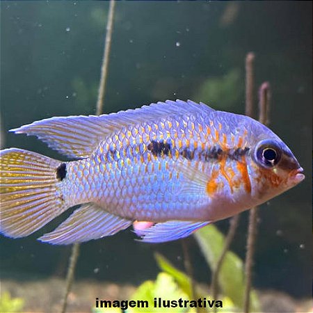 Krobia (Krobia xinguensis)