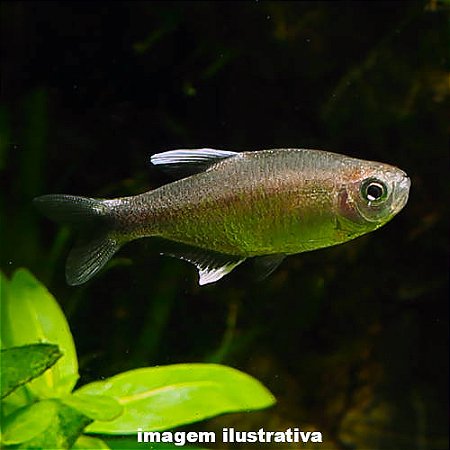 Tetra Nego DÁgua (Hyphessobrycon negodagua)