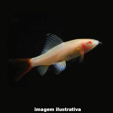 Labeo Bicolor Albino (Epalzeorhynchos bicolor)