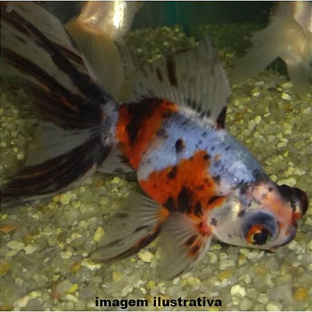 Kinguio Telescópio Cálico Med. - 6 a 12 cm (Carassius auratus)