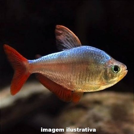 Tetra Colombiano (Hyphessobrycon columbianus)