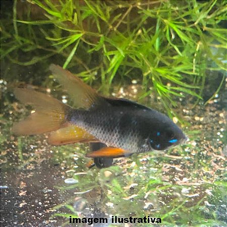 Ramirezi Negro Véu (Mikrogeophagus ramirezi)