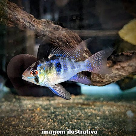 Ramirezi German Blue Véu (Mikrogeophagus ramirezi)
