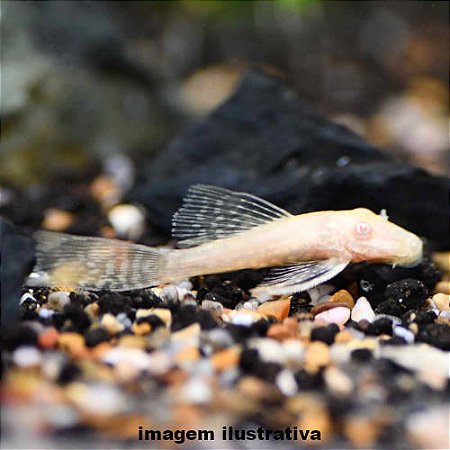 Cascudo Ancistrus Véu Albino (Ancistrus sp.)