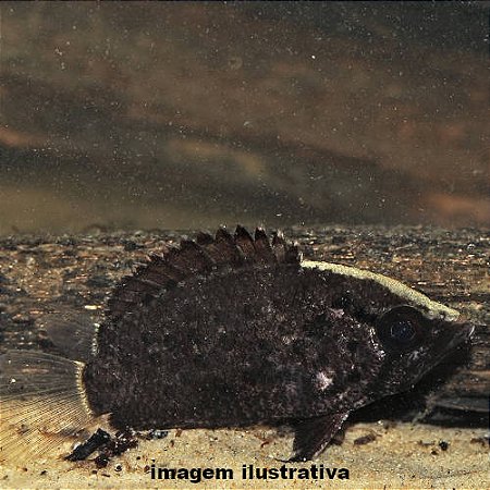 Peixe Folha da Guiana - 2 a 4 cm (Polycentrus schomburgkii)