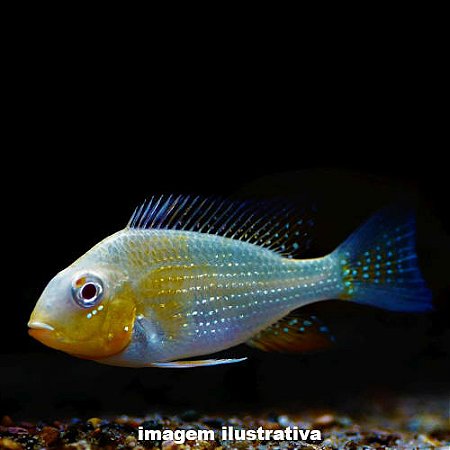 Acará Heckeli Albino Méd. - 7 a 12 cm (Acarichthys heckelii)