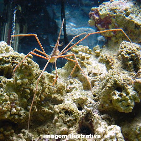 Caranguejo Aranha (Stenorhynchus seticornis)