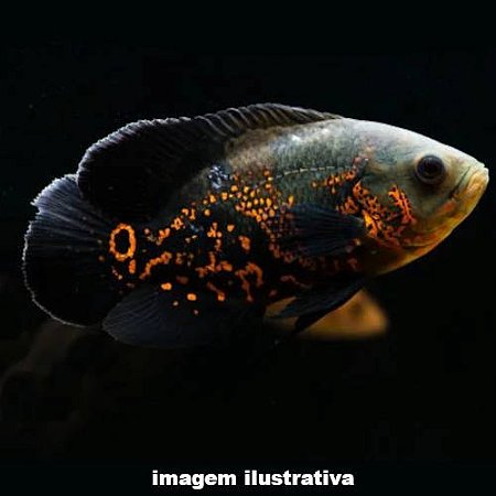 Oscar Red Tiger Méd. - 7 a 15 cm (Astronotus ocelatus)