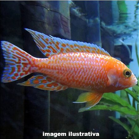Aulonocara Firefish (Aulonocara sp. "Firefish")