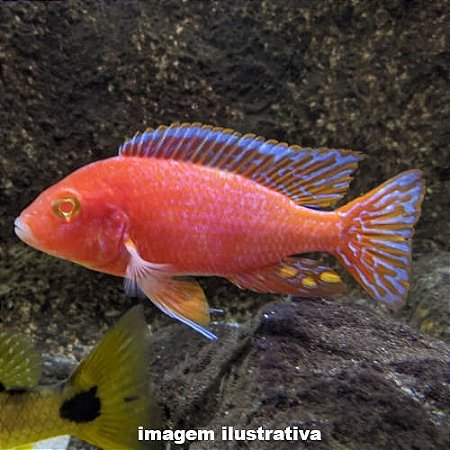 Aulonocara Firefish Albina (Aulonocara sp. "Firefish")