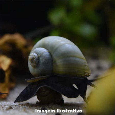 Caramujo Ampulária Azul (Pomacea diffusa)
