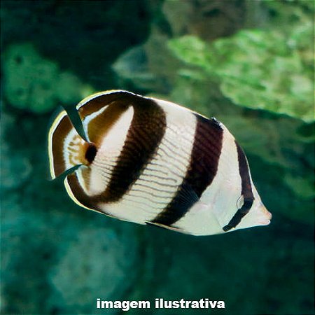 Borboleta Listrado (Chaetodon striatus)