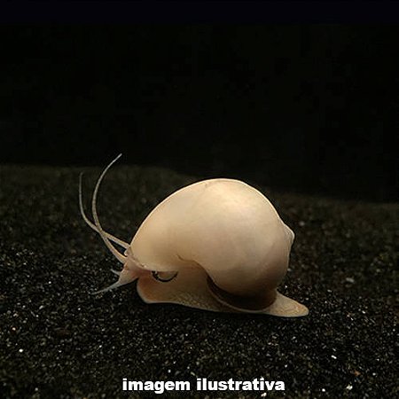 Caramujo Ampulária Marfim (Pomacea diffusa)