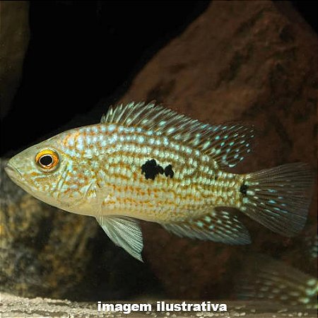Texas Blue Peq. - 3 a 6 cm (Herichthys carpintis)