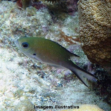 Tesourinha (Azurina multilineata)