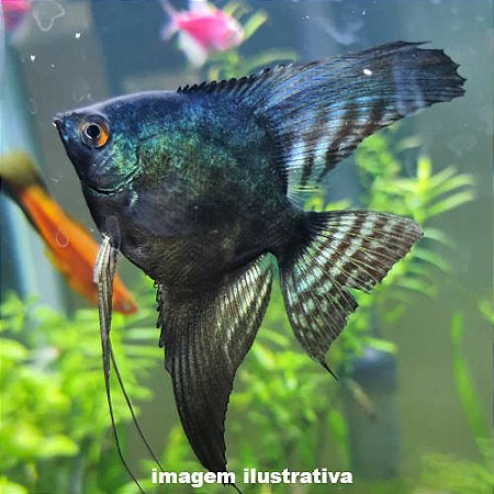 Acará Bandeira Pinoy Méd. - 5 a 10 cm (Pterophyllum scalare)