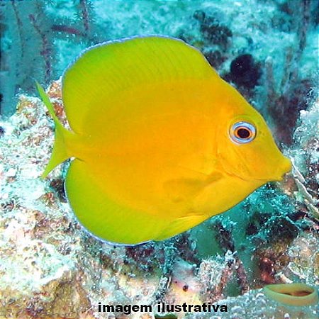 Cirurgião Azul Peq. - 3 a 6 cm (Acanthurus coeruleus)