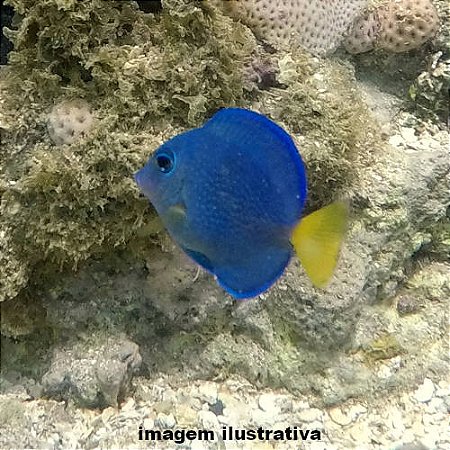 Cirurgião Azul Peq. - 3 a 6 cm (Acanthurus coeruleus)