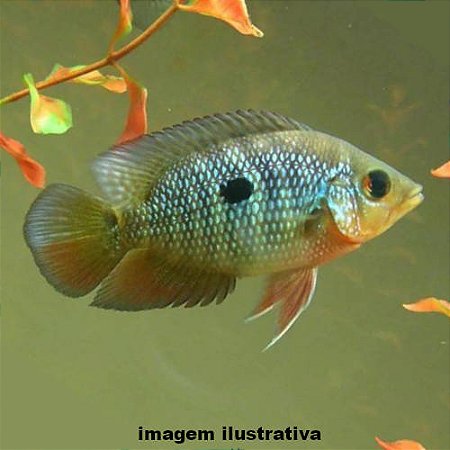 Acará Rosado (Caquetaia spectabilis)