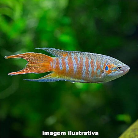 Paraíso (Macropodus opercularis)