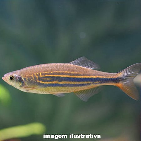 Dânio Gigante (Devario malabaricus)