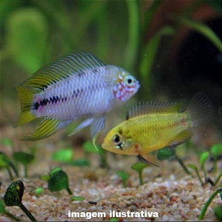 Apistograma Boreli - CASAL (Apistogramma borellii)