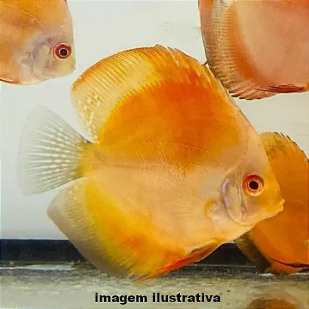 Acará Disco Red Fuji Méd. - 5 a 10 cm (Symphysodon aequifasciatus)