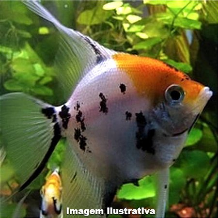 Acará Bandeira Koi Peq. - 2 a 5 cm (Pterophyllum scalare)