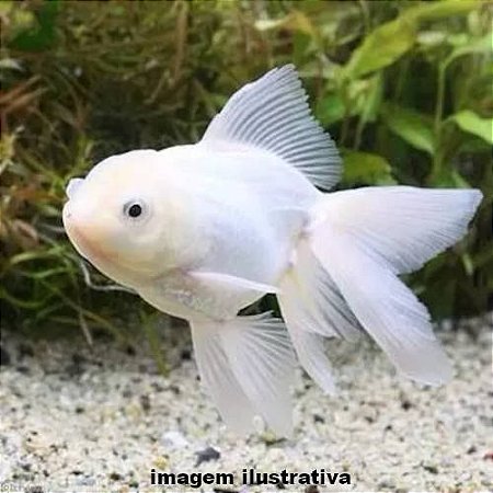 Kinguio Oranda White Peq. - 3 a 6 cm (Carassius auratus)