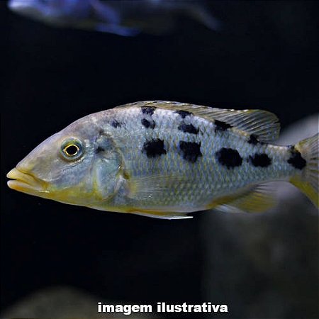 Rostratus Peq. - 5 a 10 cm (Fossorochromis rostratus)