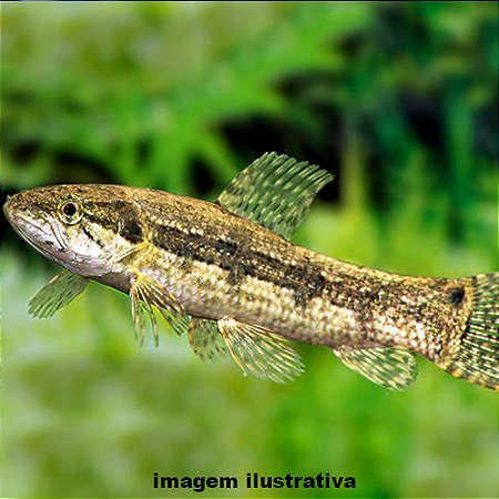 Traíra Méd. - 10 a 20 cm (Hoplias malabaricus)