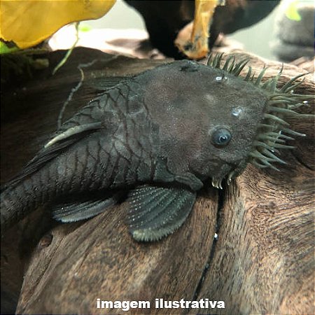 Cascudo Preto Velho L034 - 5 a 10 cm (Ancistrus ranunculus)