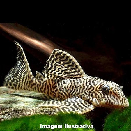 Cascudo Tigre King L066 - 5 a 10 cm (Hypancistrus sp.)