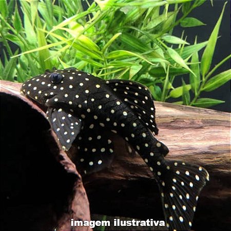 Cascudo Bola de Neve L142 (Baryancistrus sp. LDA-33)