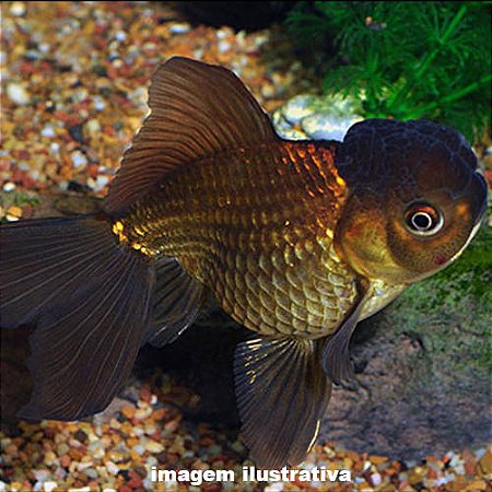 Kinguio Oranda Chocolate Grd. - 13 a 20 cm (Carassius auratus)