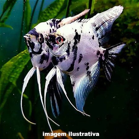 Acará Bandeira Panda Platina Méd. - 5 a 8 cm (Pterophyllum scalare)