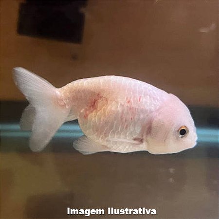 Kinguio Ranchu Branco Grd. - 15 a 20 cm (Carassius auratus)