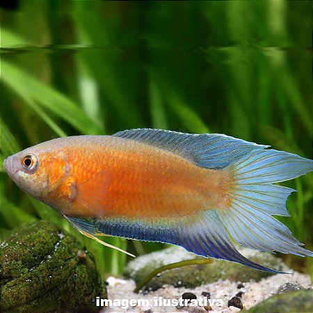 Paraíso Bronze (Macropodus opercularis)