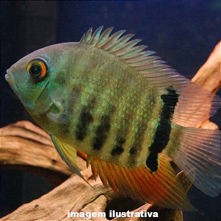 Acará Severo Grd. - 8 a 15 cm (Heros severus)