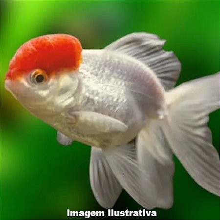 Kinguio Oranda Red Cap Grd. - 13 a 20 cm (Carassius auratus)