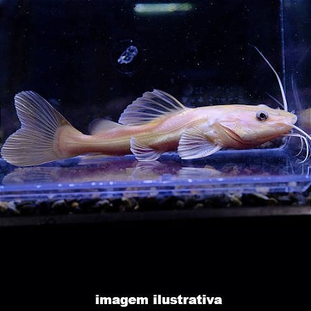 Pirarara Leucística - 15 a 30 cm (Phractocephalus hemioliopterus)