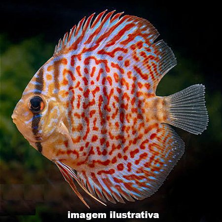 Acará Disco Spotted Leopard Méd. - 5 a 10 cm (Symphysodon aequifasciatus)