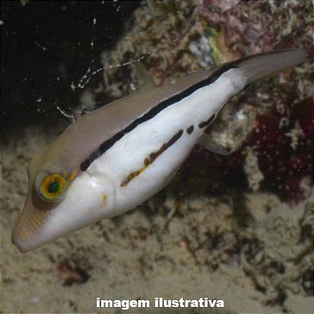 Baiacu Cantigaster Peq. - 2 a 4 cm (Canthigaster figueiredoi)