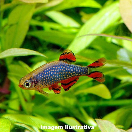 Rásbora Galaxy (Danio margaritatus)