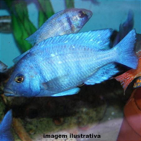 Fenoquilus Méd. - 5 a 10 cm (Placidochromis phenochilus)