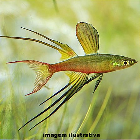 Arco-Íris Agulha (Iriatherina werneri)