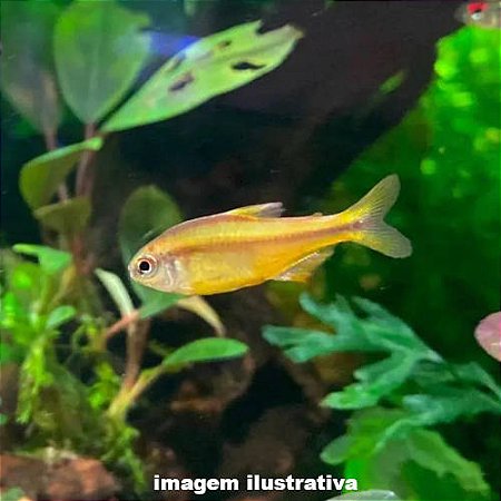 Tetra Yellow Devil (Hyphessobrycon notidanos)